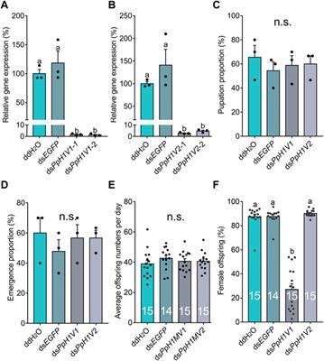 A rapidly evolving single copy histone H1 variant is associated with male fertility in a parasitoid wasp